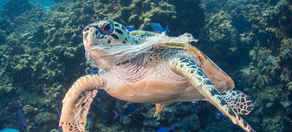 Saeed Rashid A poluição plástica nos oceanos do mundo está ameaçando a vida marinha