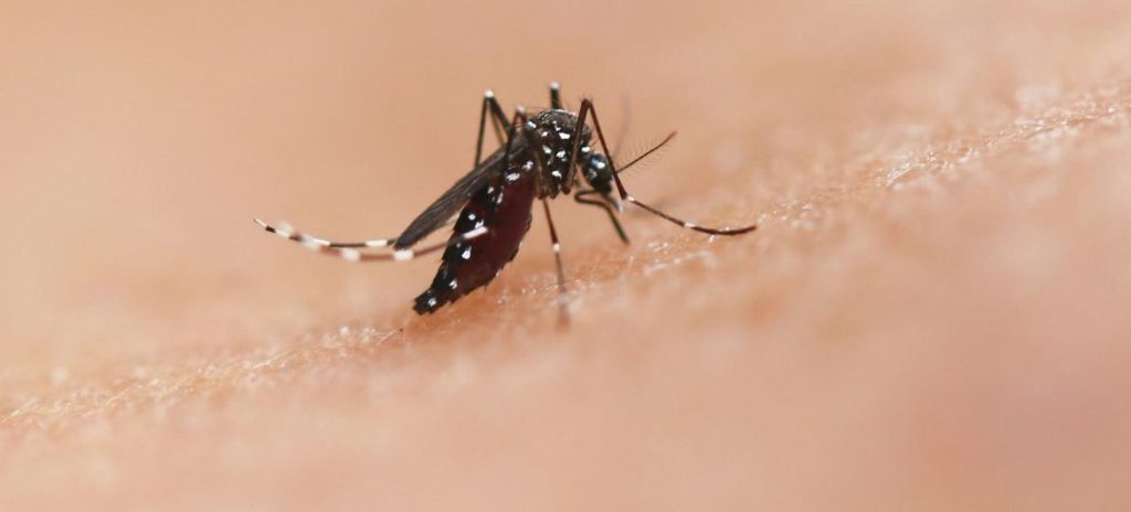Niaid A espécie de mosquito Aedes pode transmitir doenças como chikungunya, dengue e zika